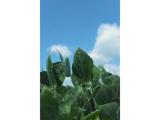 Farmland in Benton & Boone Counties, Indiana - LAND AUCTION - 118.5+/- ACRES IN 3 TRACTS IN BENTON & BOONE COUNTIES, INDIANA